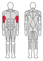 Бицепс машина Fitex Pro FTX-FB30