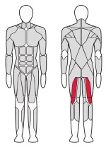 Сгибатель бедра лежа Fitex Pro FTX-7326